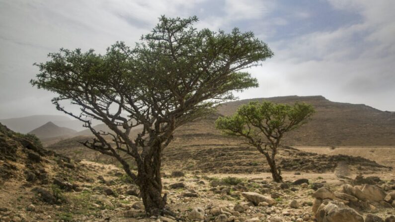 L'oliban est l'essence même du boswellia, un arbre à encens. C'est une substance vénérée depuis des millénaires et étudiée par les scientifiques depuis des décennies.(Katiekk/Shutterstock)