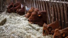 Oise : des riverains dérangés par le bruit et l’odeur de ses vaches, un agriculteur est condamné à payer 100.000 euros
