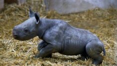 Naissance d’un bébé rhinocéros noir au zoo de Doué-la-Fontaine, une espèce en danger critique d’extinction