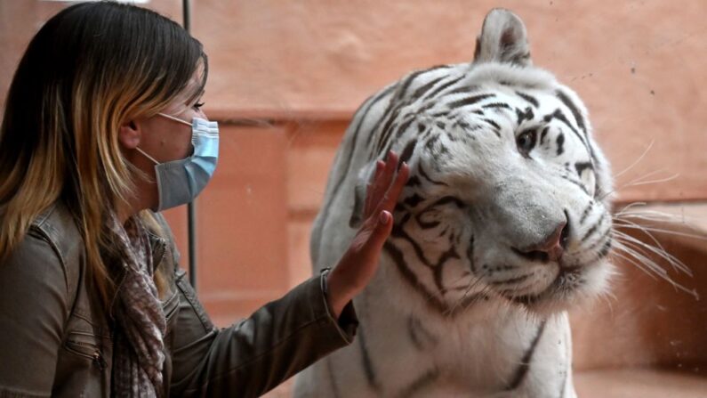 Une employée interagit avec un tigre du Bengale nommé Shere Khan du zoo privé des "douze mois", à la périphérie du petit village de Demydiv, à 40 kilomètres de Kiev, le 5 mai 2020. (Photo par SERGEI SUPINSKY/AFP via Getty Images)