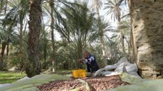 En Tunisie, cuisine nomade et innovation pour revivifier une oasis