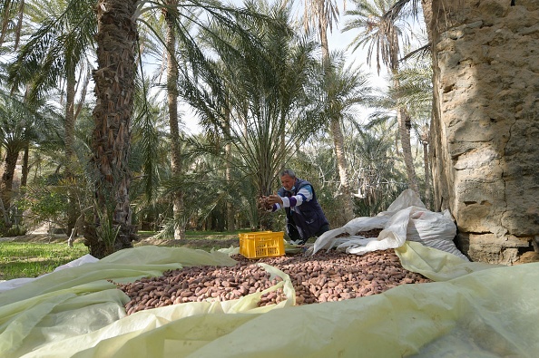 -Mohamed Bougaa, un agriculteur de 63 ans, récolte des dattes dans une palmeraie de l'oasis tunisienne de Nefta, le 11 février 2022. Photo de Fethi BELAID/AFP via Getty Images.
