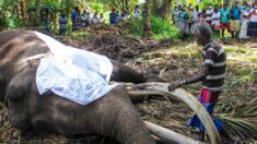 Raja, l’éléphant le plus sacré du Sri Lanka, est mort à 68 ans, suscitant une vague d’émotion