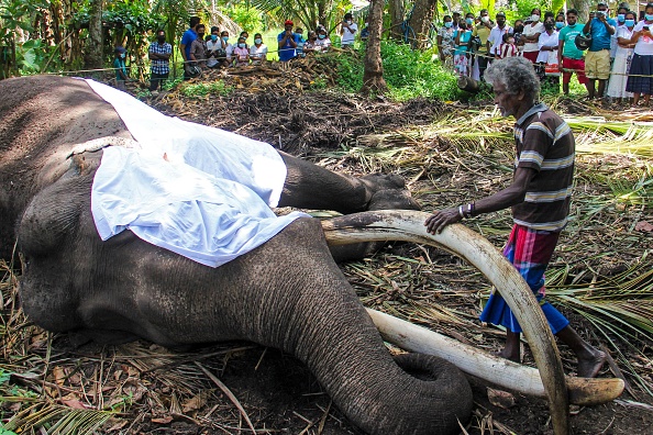 Le cornac Wilson Kodituwakku se tient à côté du corps de l'éléphant sacré du Sri Lanka, Nadugamuwa Raja. La mort de Raja a provoqué un flot de personnes en deuil et des appels à des funérailles nationales. (Photo : -/AFP via Getty Images)