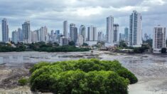 Les mangroves du Panama, étape privilégiée pour les oiseaux migrateurs du continent américain
