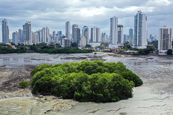 -Le Panama, avec des côtes sur les océans Pacifique et Atlantique, possède la plus grande variété de mangroves du continent le 14 mars 2022.  Photo de Luis ACOSTA / AFP via Getty Images.
