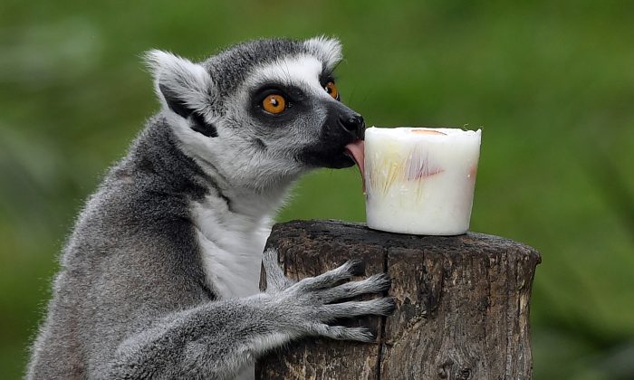 Un lémurien mange du yaourt glacé et des fruits au Bioparco, un zoo de Rome, pour se rafraîchir (TizIana Fabi/AFP/Getty Images)