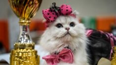 Les chats russes bannis des compétitions de la Fédération internationale féline