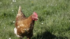 Près de Caen, achetez des poules pour les sauver de l’abattoir : chacune peut donner 1000 œufs