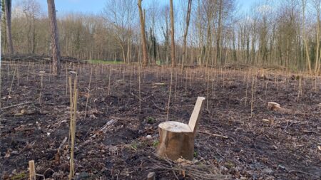 Des dizaines d’arbres tronçonnés dans le bois de Vincennes pour créer des enclos de reboisement