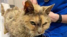 Une chatte disparue il y a 17 ans retrouve sa maîtresse juste à temps pour finir sa vie auprès d’elle