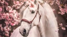 Une photographe équestre fait appel à des chevaux majestueux et à de délicates fleurs de cerisier pour créer des scènes purement magiques
