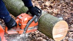 Seine-Maritime : un homme meurt écrasé par un tronc d’arbre alors qu’il coupait du bois avec son fils