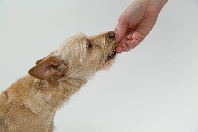 Attention à ce que vous donnez à manger à votre chien. (Pixabay)