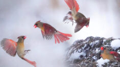 Un photographe capture le duel aérien de deux cardinaux femelles en une « fraction de seconde »
