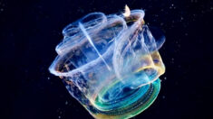 Des biologistes marins filment une créature marine transparente qui peut se transformer en un kaléidoscope de couleurs