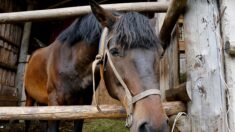 Guerre en Ukraine : passionné de chevaux, un Luxembourgeois part avec un camion rempli de nourriture pour les animaux et les humains