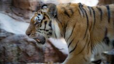 Ukraine : des lions et des tigres évacués vers un jardin zoologique de Pologne