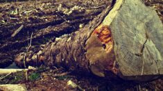 Seine-Maritime : un homme de 37 ans décède écrasé sous un arbre