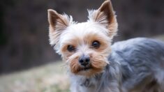 « Un espoir pour la cause animale » : inédit, une juge réclame un complément d’enquête après la mort d’une petite chienne à Lille