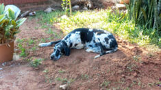 Un chien rend un hommage émouvant à son ami congénère, en restant allongé sur sa tombe pendant des heures