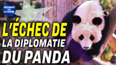 Focus sur la Chine – La diplomatie chinoise du panda a-t-elle perdu son éclat?