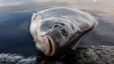 Des milliers de poissons morts dans la Durance après la vidange d’un barrage hydraulique dans les Hautes-Alpes