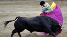 Corrida à Arles : un taureau gracié par Daniel Luque à l’issue du combat