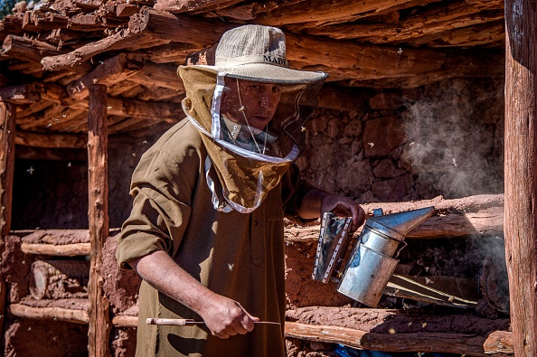 -Un apiculteur travaille au rucher dans le village d'Inzerki, à 82 km au nord d'Agadir, dans la région de Souss-Massa, le 26 février 2020. Photo de FADEL SENNA/AFP via Getty Images.