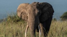 Afrique : un chasseur paye 50.000 dollars et abat le plus grand éléphant tusker du Botswana
