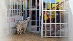 « Les cirques avec animaux ne sont pas les bienvenus à Marseille » : le cirque Muller refoulé par la police municipale