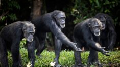Retraite aux petits soins pour chimpanzés de laboratoire au Liberia