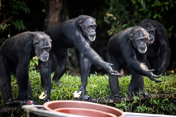 Des chimpanzés tendent la main pour attraper un fruit lancé par un spécialiste des soins animaliers sur l'une des îles à la périphérie de Marshall City le 18 novembre 2021. Photo de JOHN WESSELS/AFP via Getty Images.