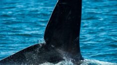 Dans l’Atlantique, des scientifiques au chevet des baleines noires
