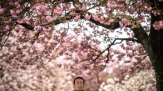 Au Japon, le roi des cerisiers fait de l’ombre à la diversité
