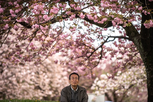 - Hideaki Tanaka, sous des cerisiers en fleurs dans la ferme de Yuki, expert des cerisiers ornementaux aimerait davantage de diversité en la matière au Japon, le 16 avril 2022. Photo Philip FONG / AFP via Getty Images.