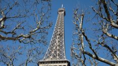 L’abattage prévu d’arbres au pied de la Tour Eiffel suscite la polémique