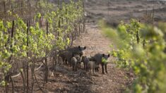 Orne : un agriculteur fait fuir les sangliers en recyclant des poils de chiens provenant d’une toiletteuse