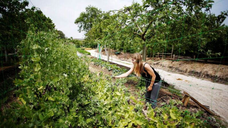 Une femme travaille dans une ferme biologique, le 25 mai 2018, dans le nord-ouest de la France. (CHARLY TRIBALLEAU/AFP via Getty Images)