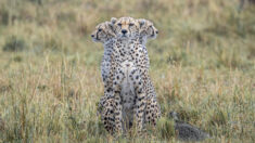 Photo rare : le guépard semble avoir « 3 têtes » dans cette parfaite illusion de safari