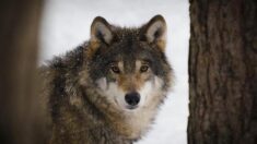 Le Conseil d’État confirme le seuil de prélèvement des loups