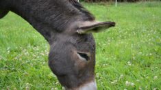 Pyrénées-Atlantiques : sauvés de l’abattoir, des ânes et des brebis entretiennent les jardins