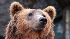 Guerre en Ukraine : un ours brun ukrainien maltraité trouve refuge aux Pays-Bas
