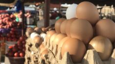 Haute-Garonne : une omelette géante de 15.000 œufs servie gratuitement à Bessières