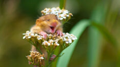 Un photographe prend en photo un doux  » loir rieur » perché sur une fleur (et bien d’autres merveilles) et remporte un prix