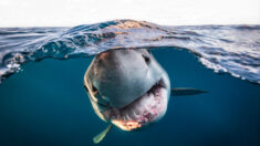 Les lauréats du prix du Photographe subaquatique de l’année 2022 sont dévoilés : requins, épaves, étoiles de mer, etc.