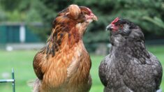 Oise : un jeune professeur élève des poules Araucana, une race qui pond des œufs bleus