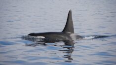 Calvados : une orque aperçue au large de Courseulles-sur-Mer
