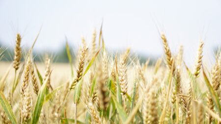 Un meunier alsacien voit sa demande de farine augmenter de 10 à 20 % en raison de la guerre en Ukraine