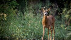 Attention aux chevreuils « en état d’ébriété » qui s’égarent au printemps, désorientés et paniqués